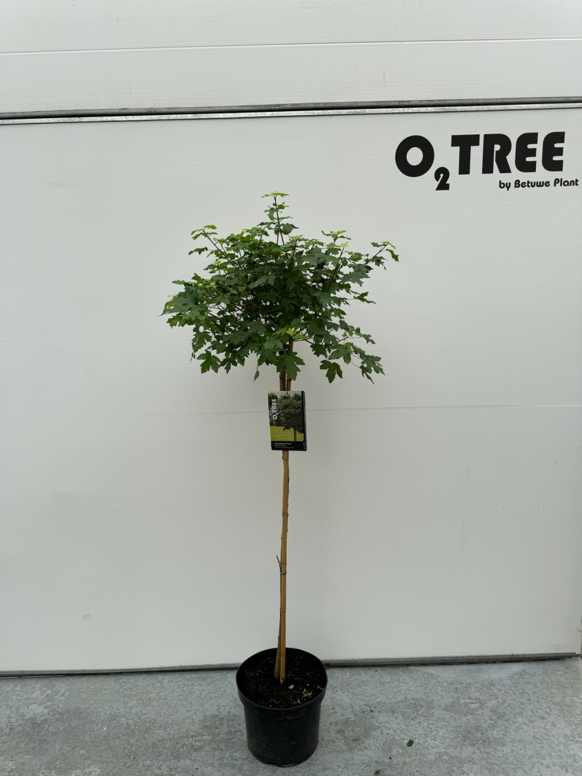 acer-campestre--nanum--c10-100cm--2-