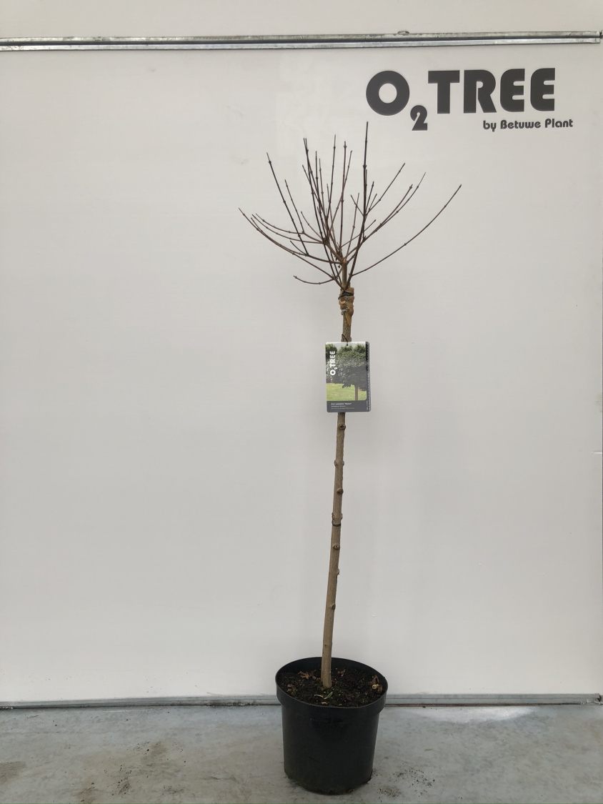 acer-campestre--nanum--c10-100cm