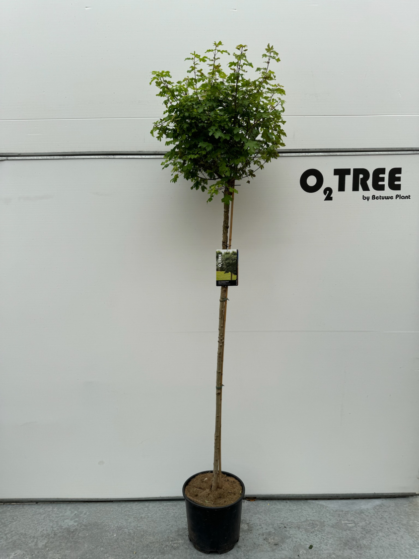 acer-campestre--nanum--c15-150cm--2-