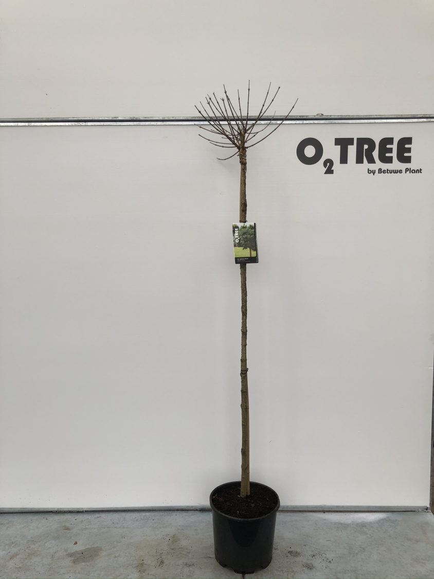 acer-campestre--nanum--c15-150cm