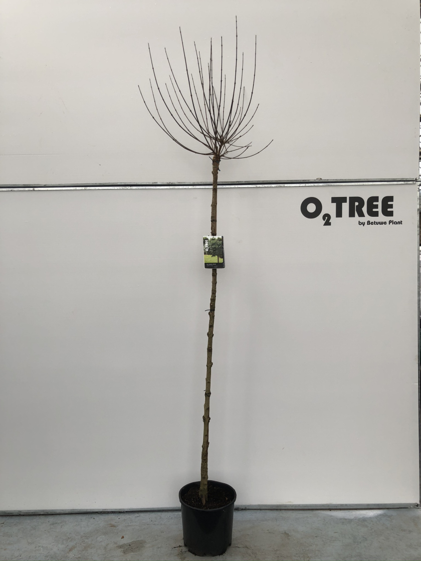 acer-campestre--nanum--c15-180cm