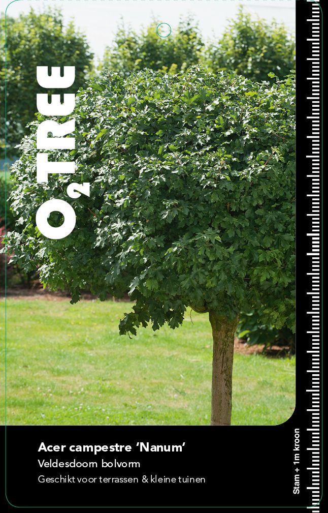 acer-campestre-nanum