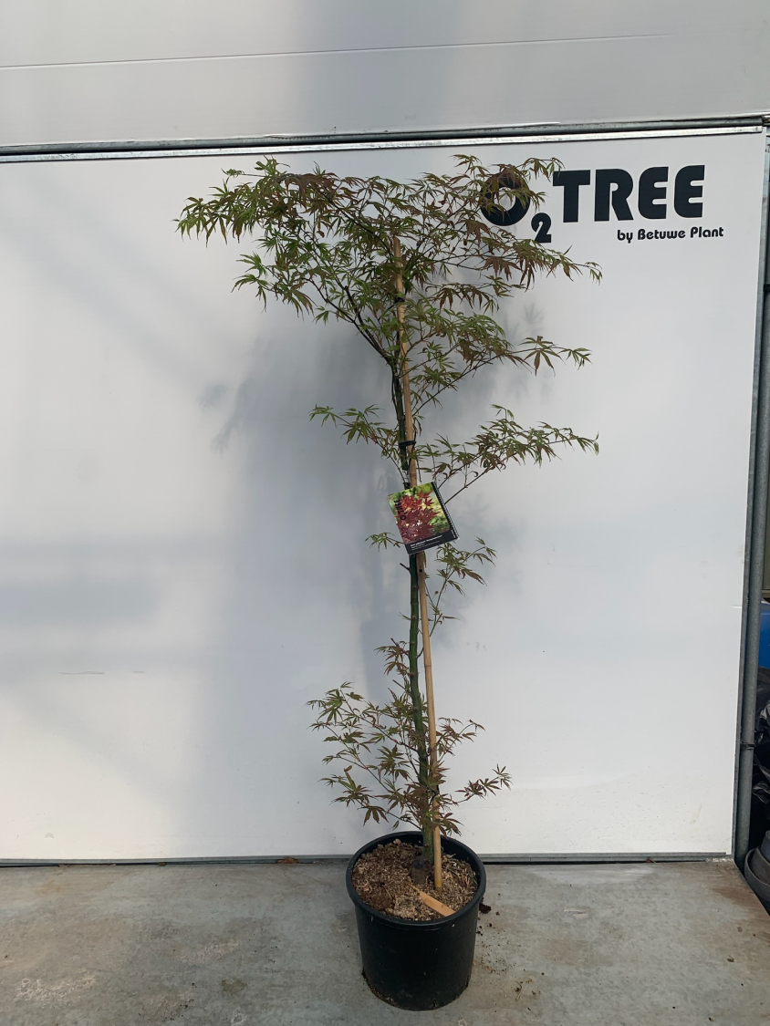acer-palmatum--atropurpureum--c15-100-125-beveerd