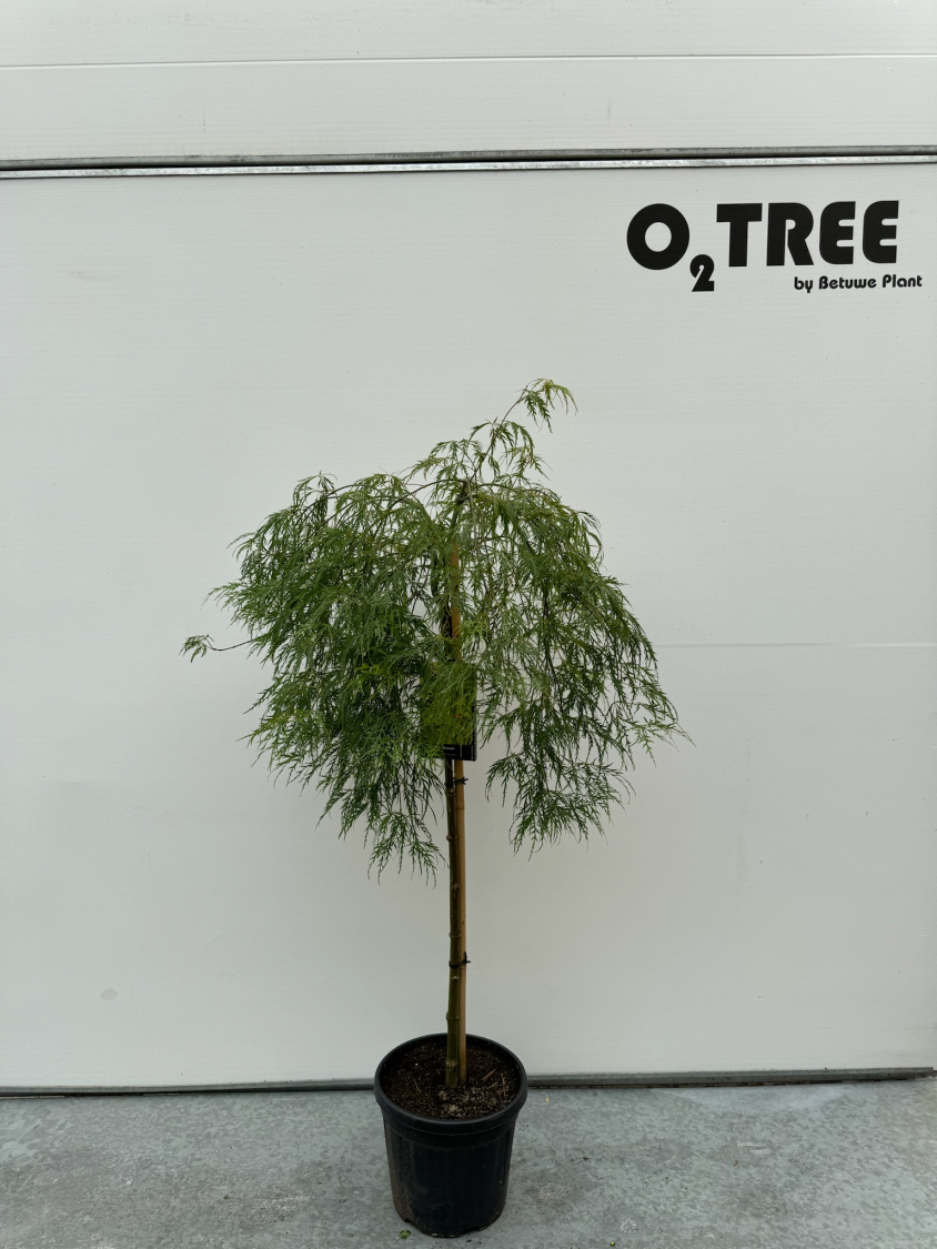 acer-palmatum--dissectum-viridis--c10-90cm