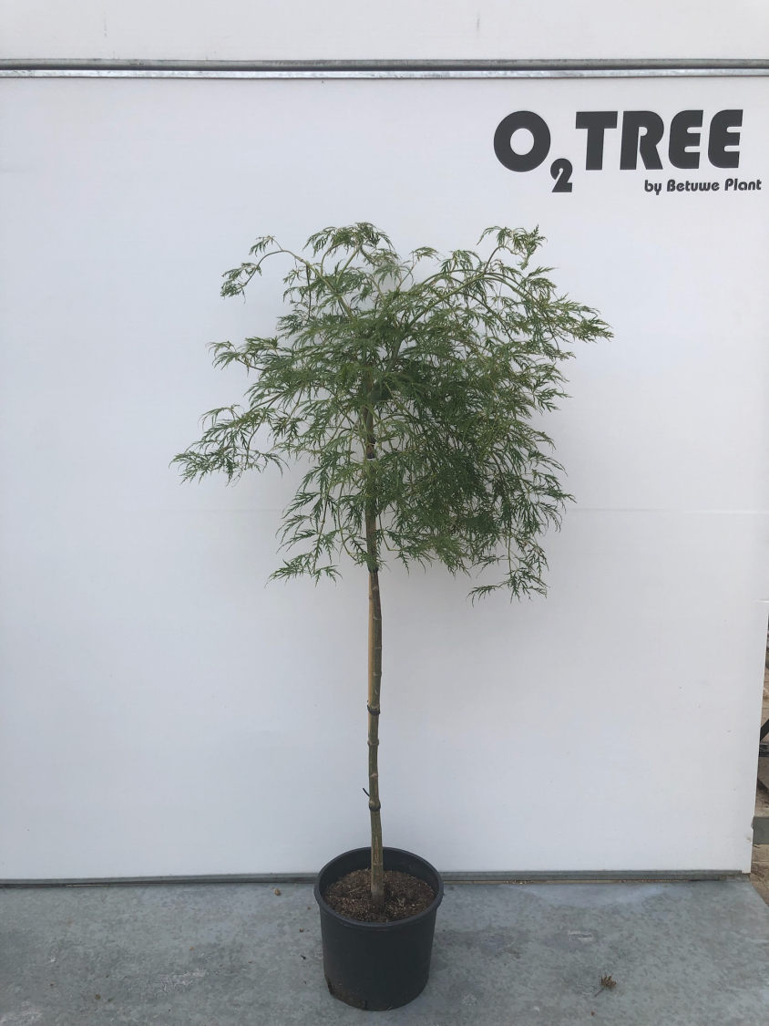 acer-palmatum--dissectum-viridis--c12-110cm
