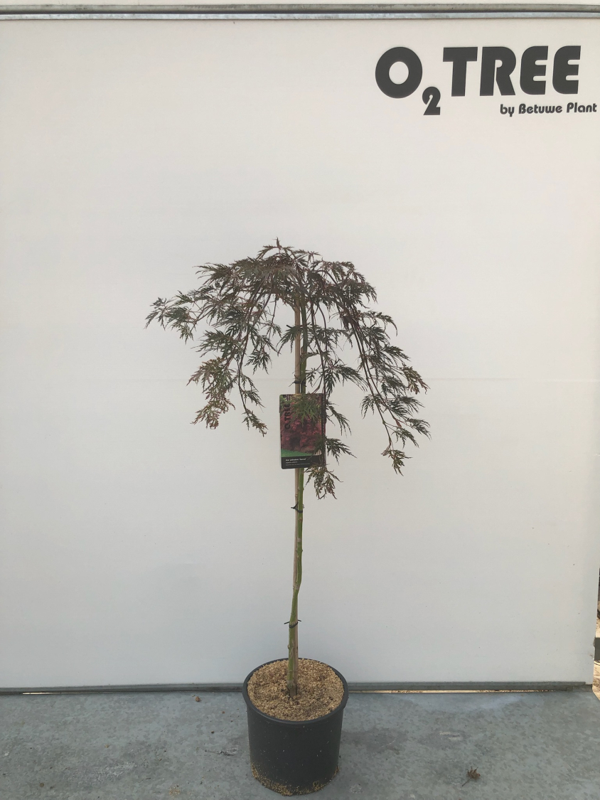 acer-palmatum--garnet--c10-90cm