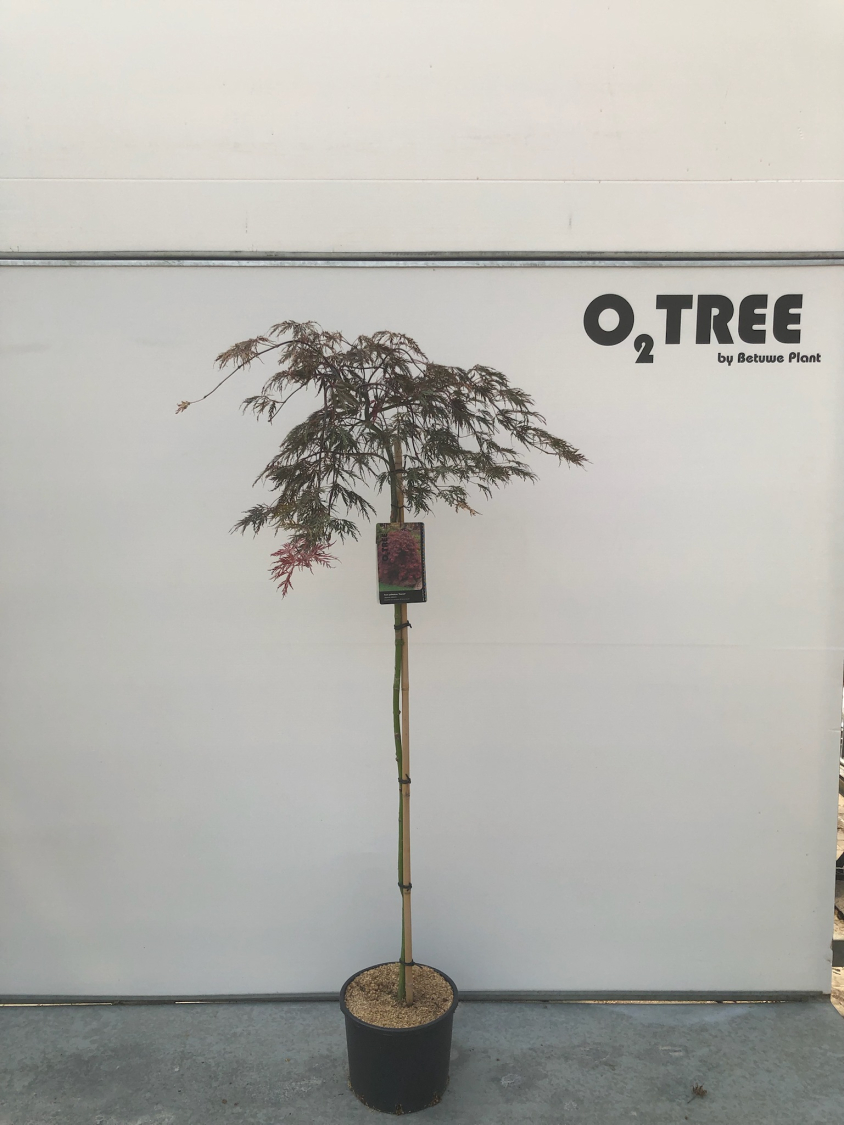 acer-palmatum--garnet--c12-120cm