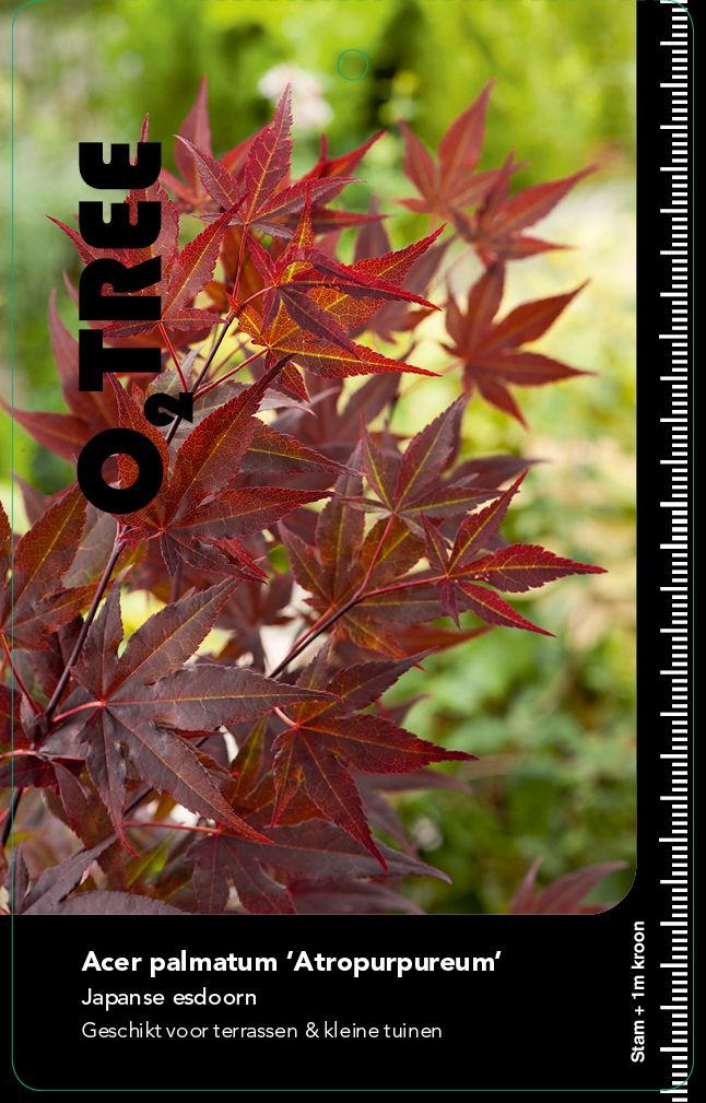 acer-palmatum-atropurpureum