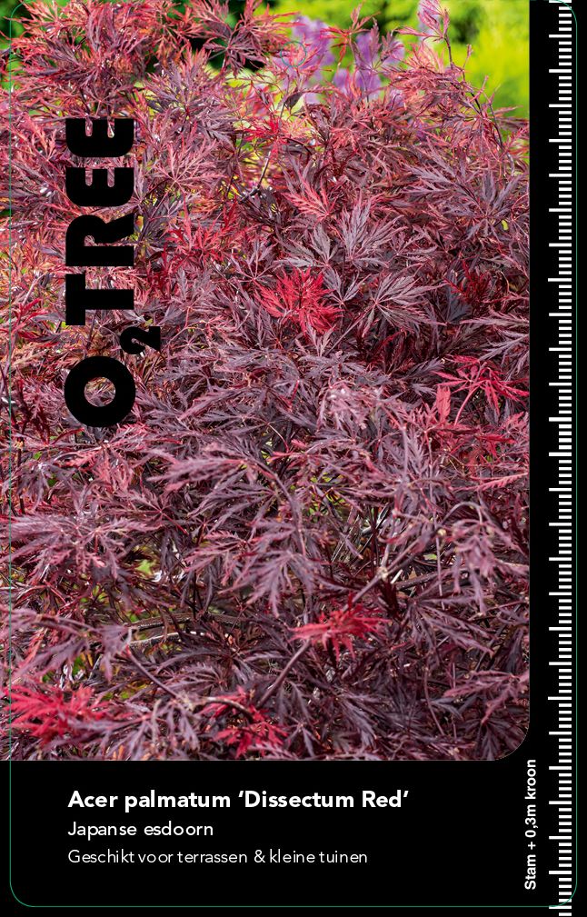 acer-palmatum-dissectum-red