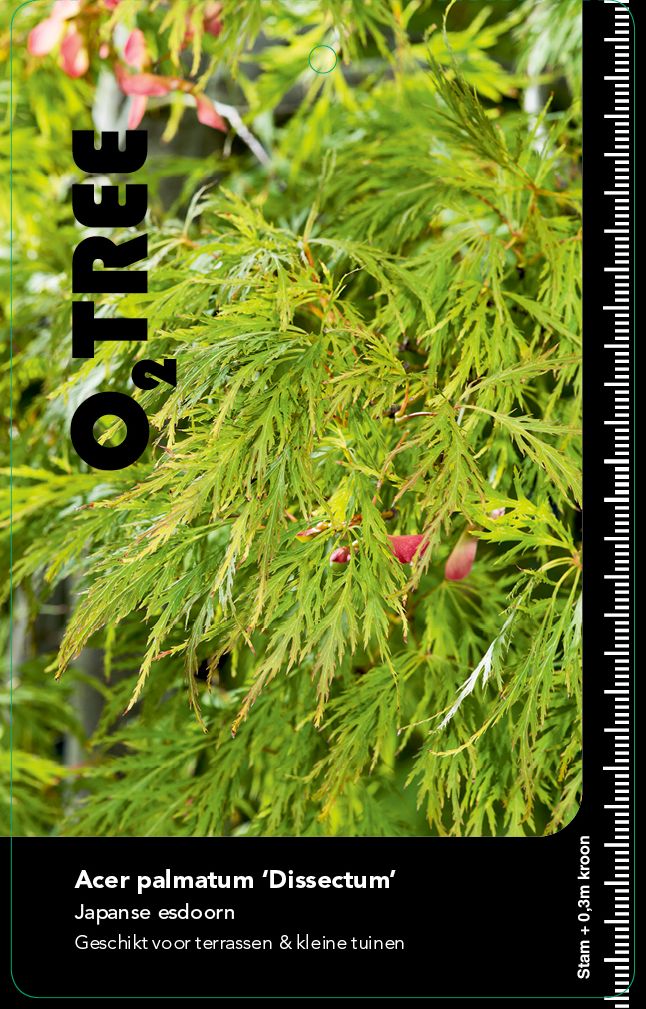 acer-palmatum-dissectum