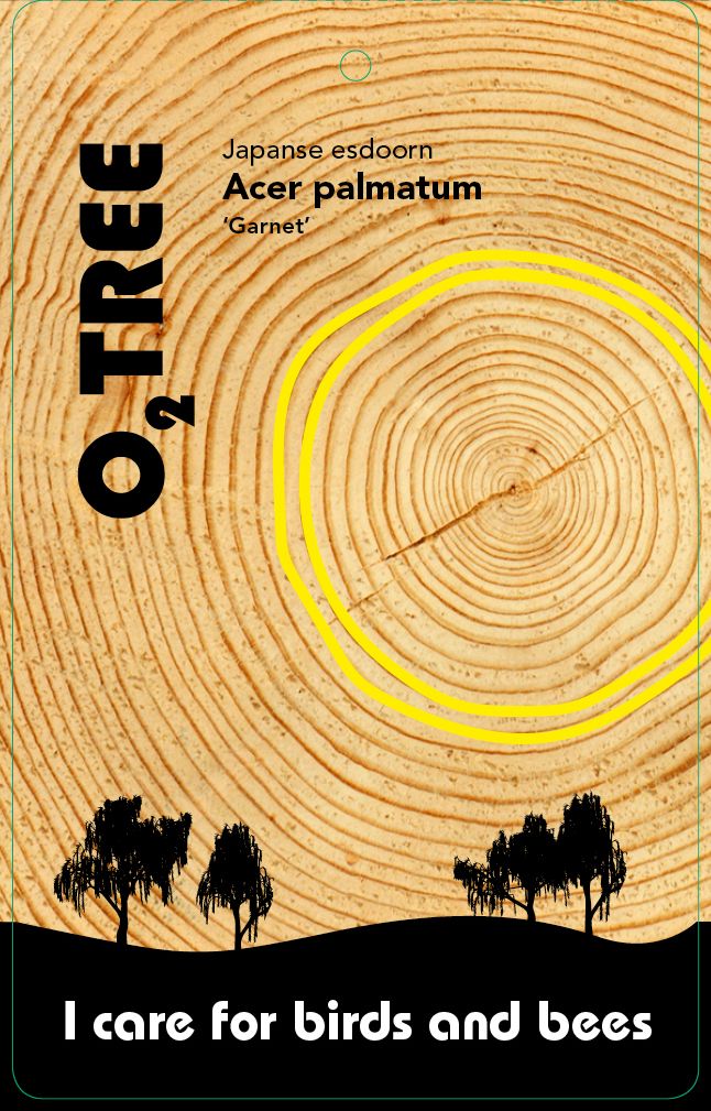 acer-palmatum-garnet-thema