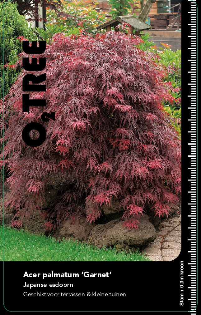 acer-palmatum-garnet