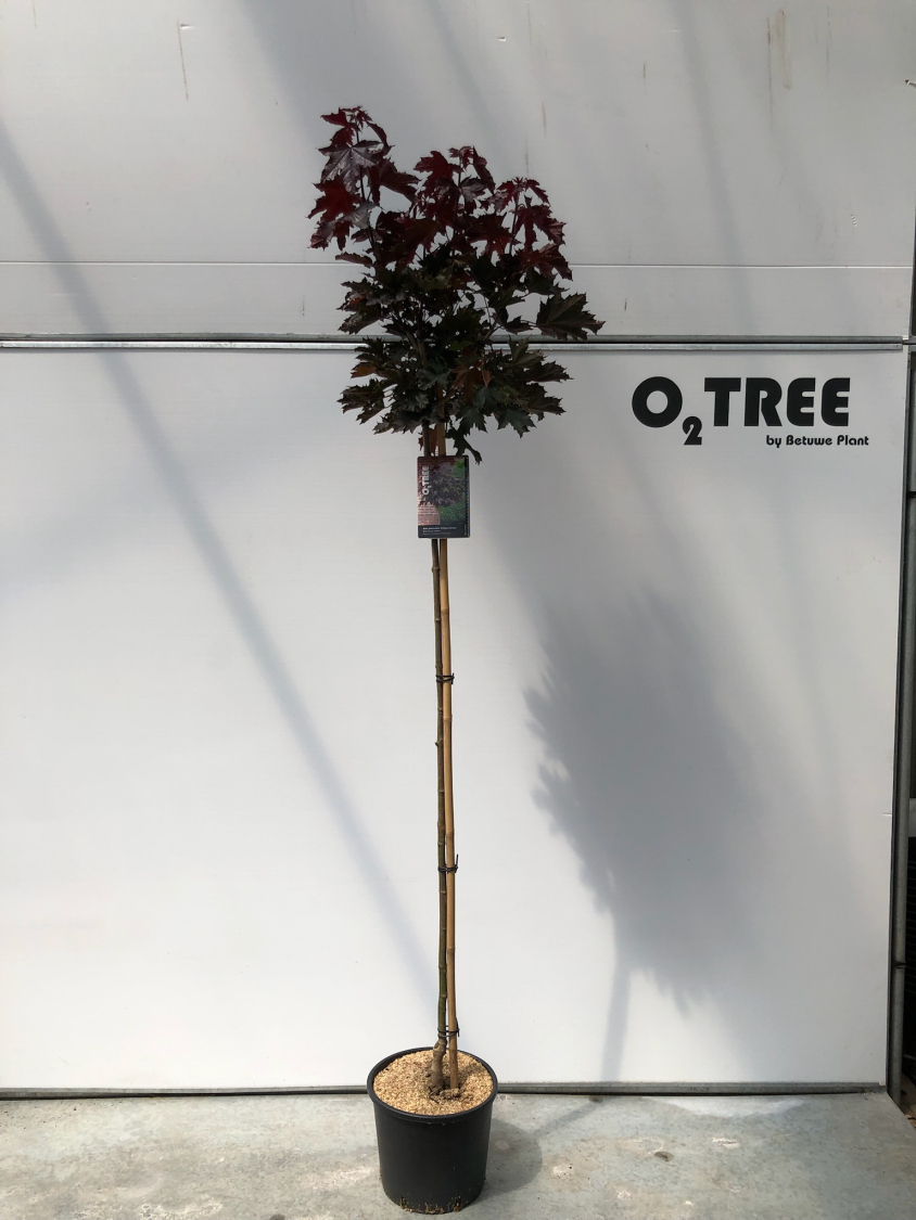 acer-platanoides--crimson-sentry--c15-150cm