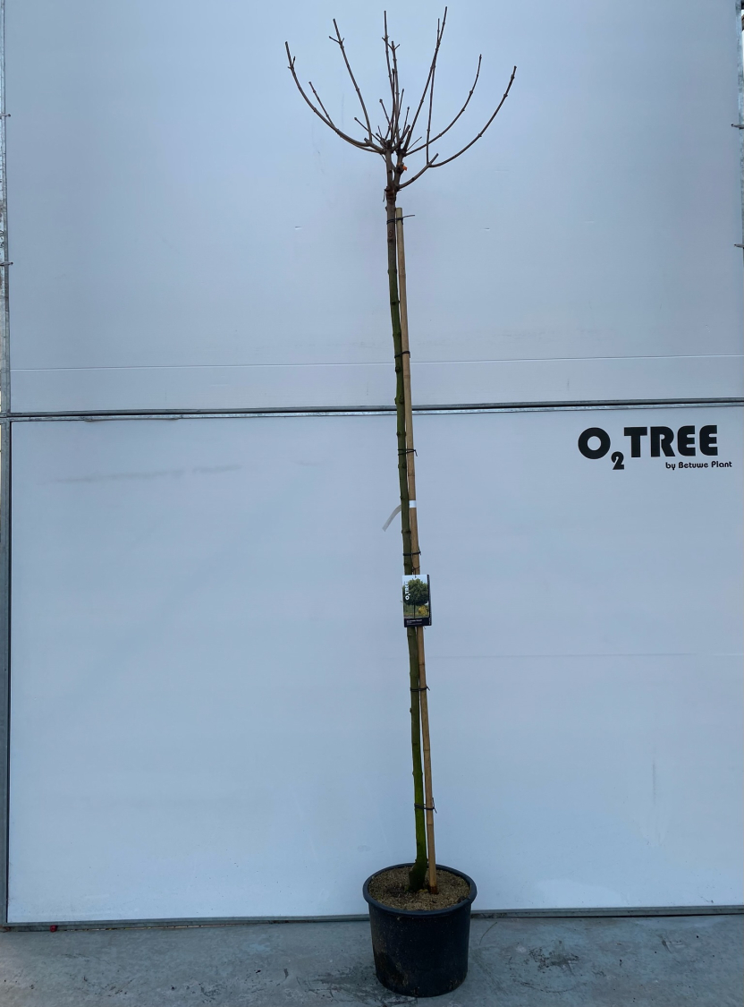 acer-platanoides--globosum--8-10-220cm-in-container