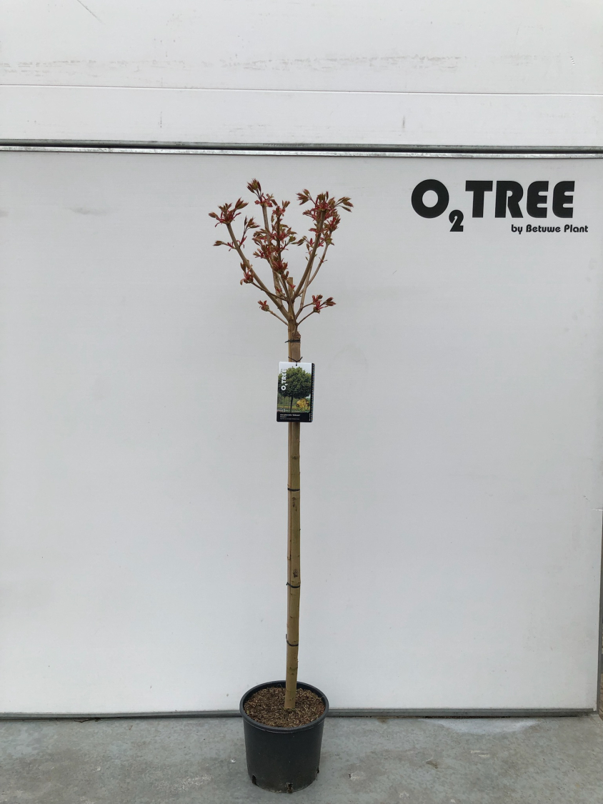 acer-platanoides--globosum--c10-110cm--2-