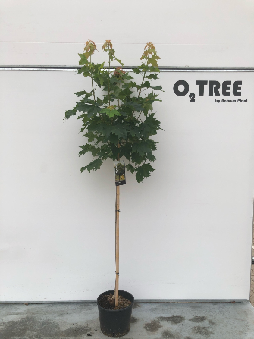 acer-platanoides--globosum--c10-110cm