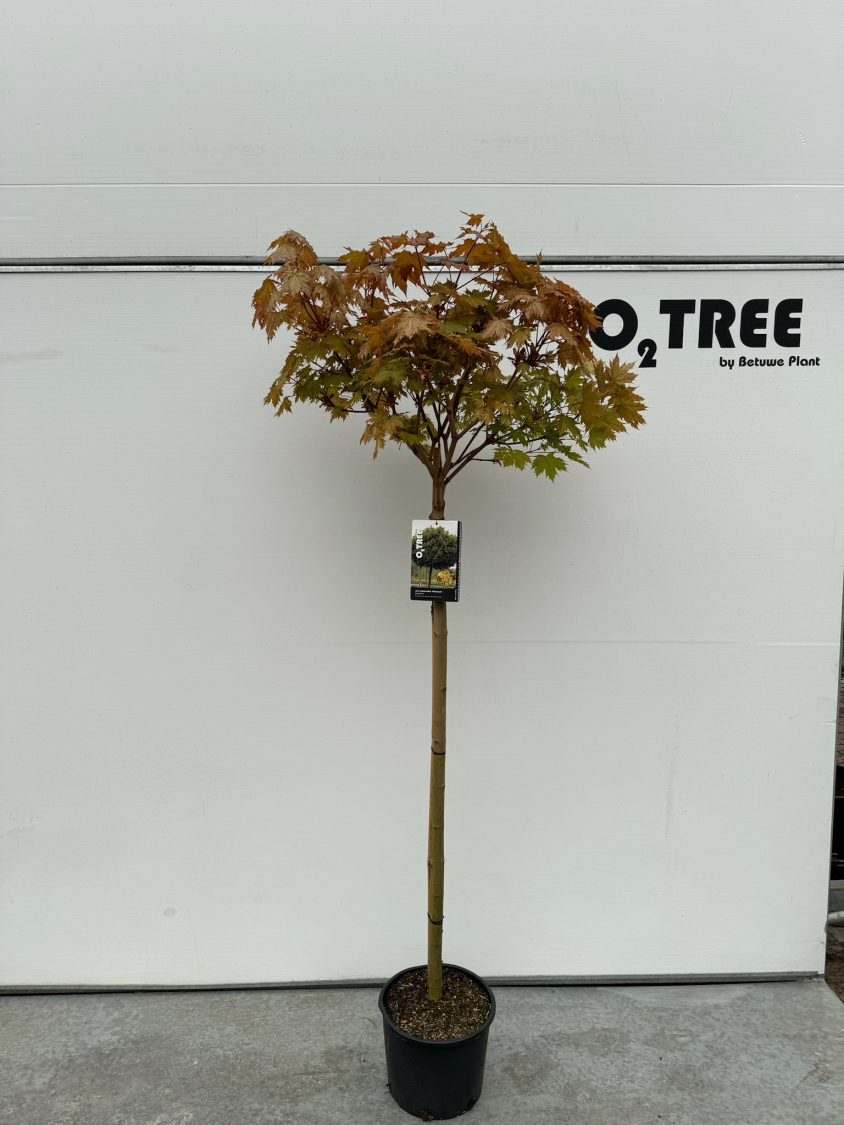 acer-platanoides--globosum--c10-120cm--2-