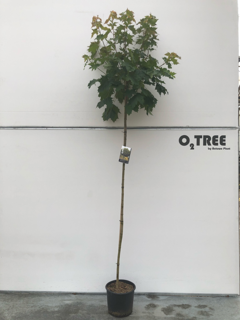 acer-platanoides--globosum--c15-210cm