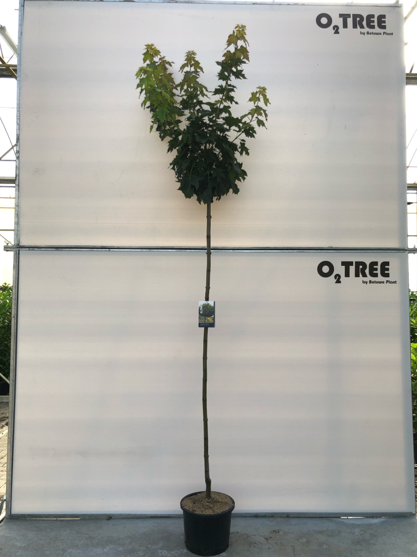 acer-platanoides--globosum--c25-8-10-220cm