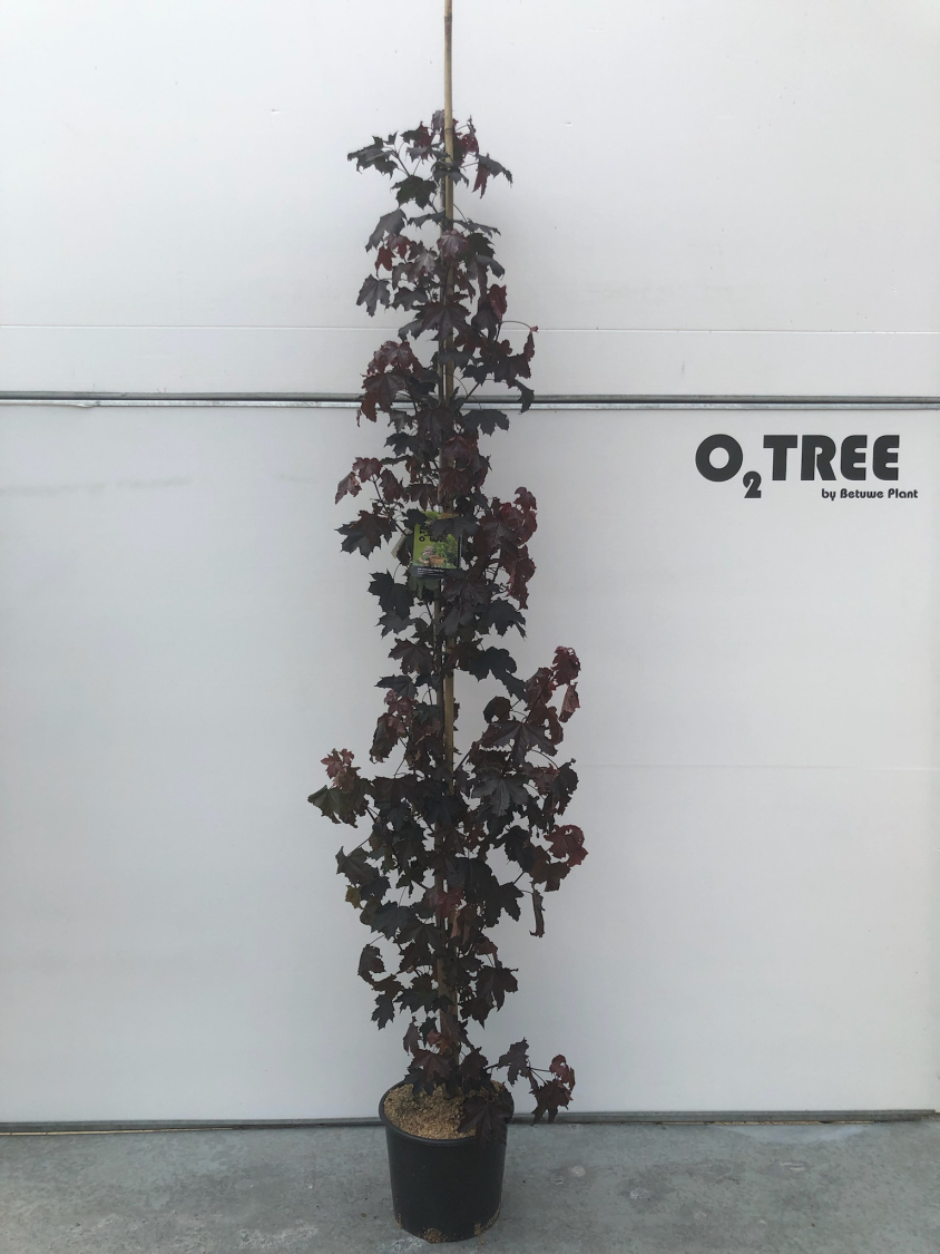 acer-platanoides--royal-red--c20-6-8-beveerd
