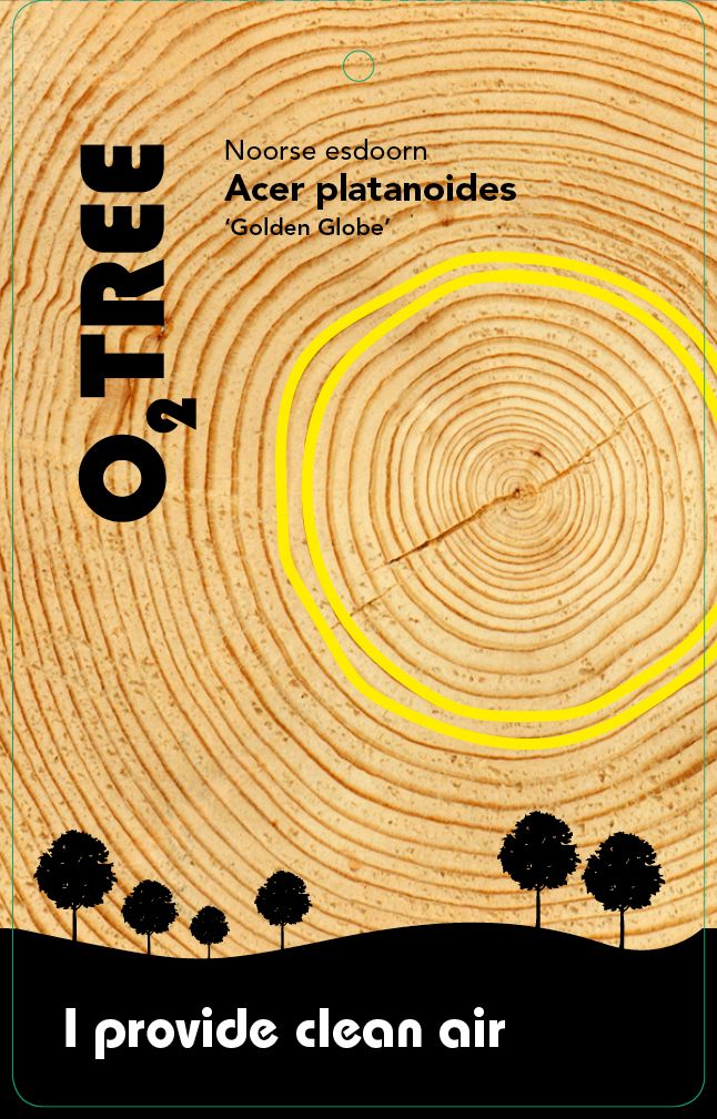 acer-platanoides-golden-globe-thema