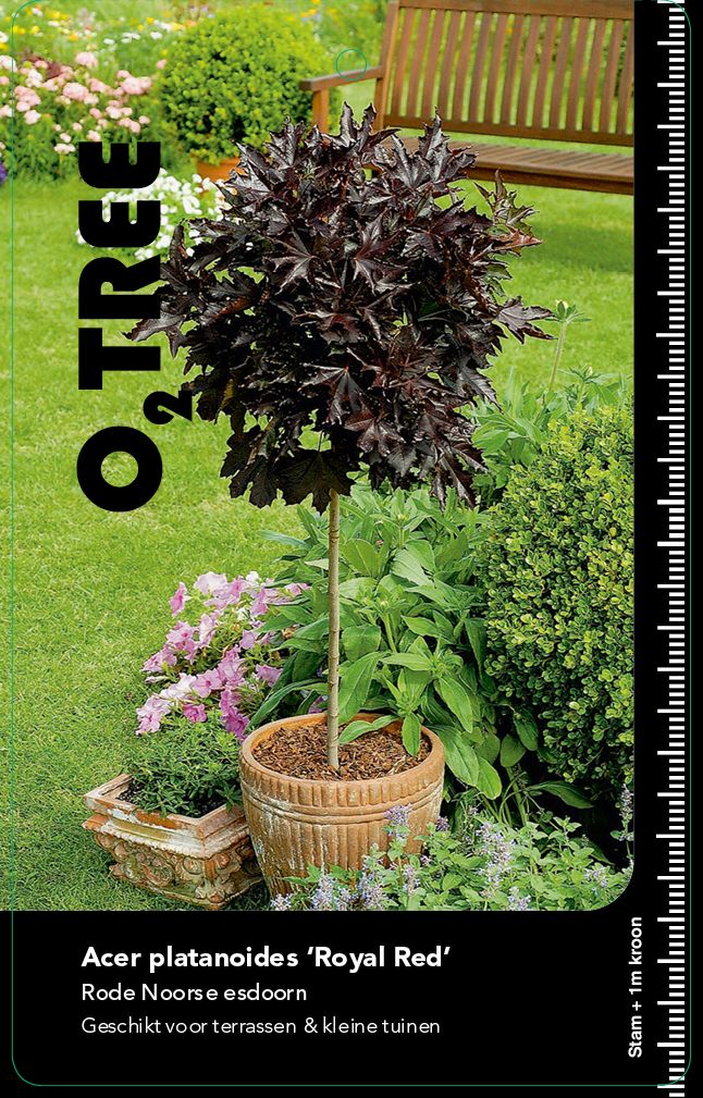 acer-platanoides-royal-red