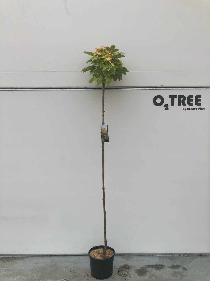 acer-pseudoplatanus--brilliantissimum--c10-180cm