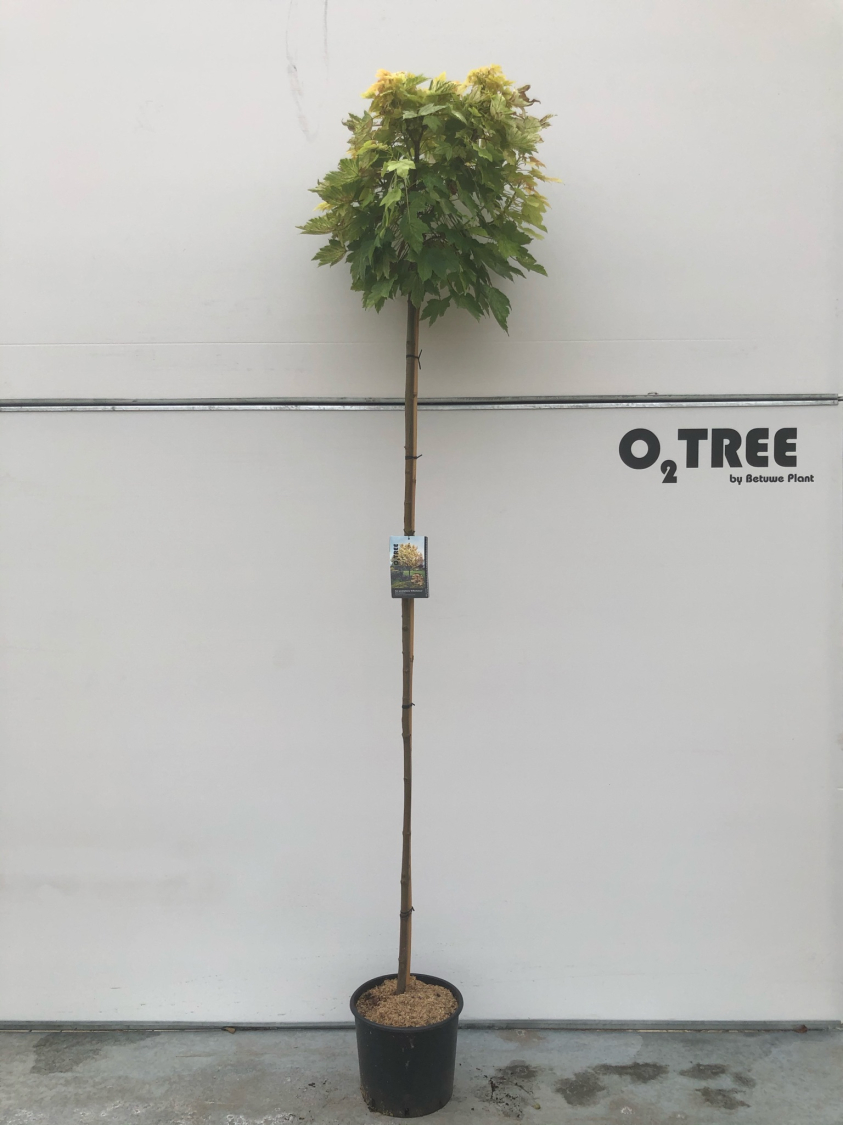 acer-pseudoplatanus--brilliantissimum--c15-210cm