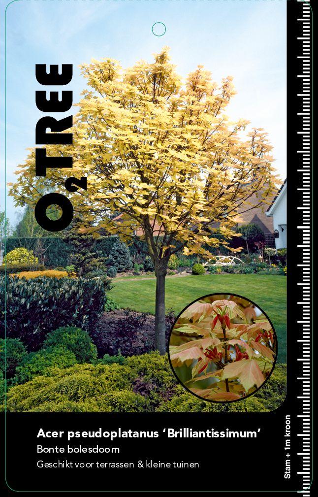 acer-pseudoplatanus-brilliantissimum