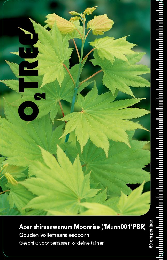 acer-shirasawanum-moonrise-munn