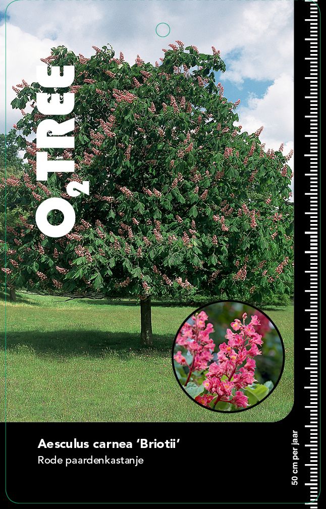 aesculus-carnea-briotii