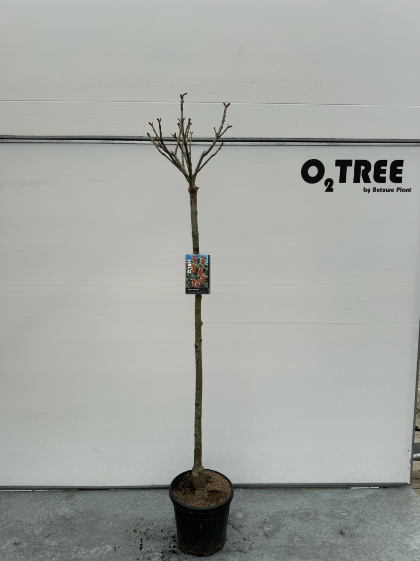 aesculus-pavia-discolor-c15-150cm--2-