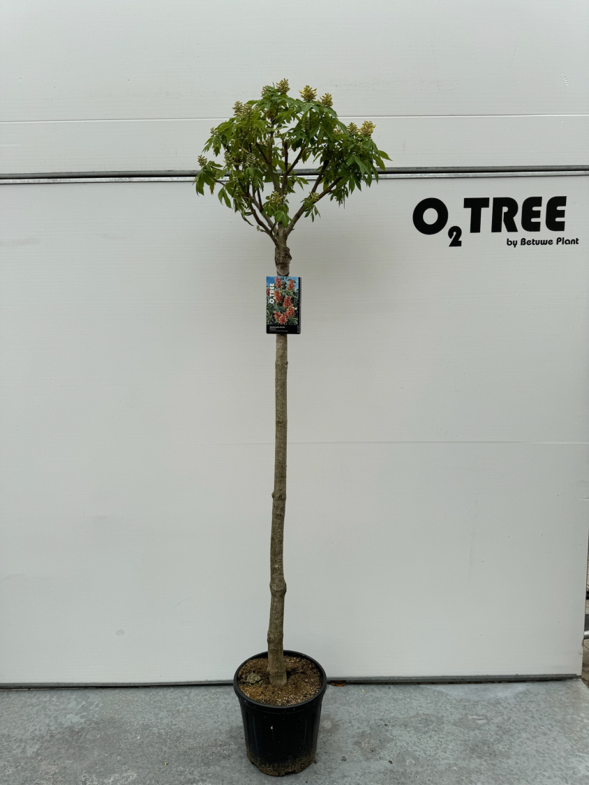 aesculus-pavia-discolor-c15-150cm