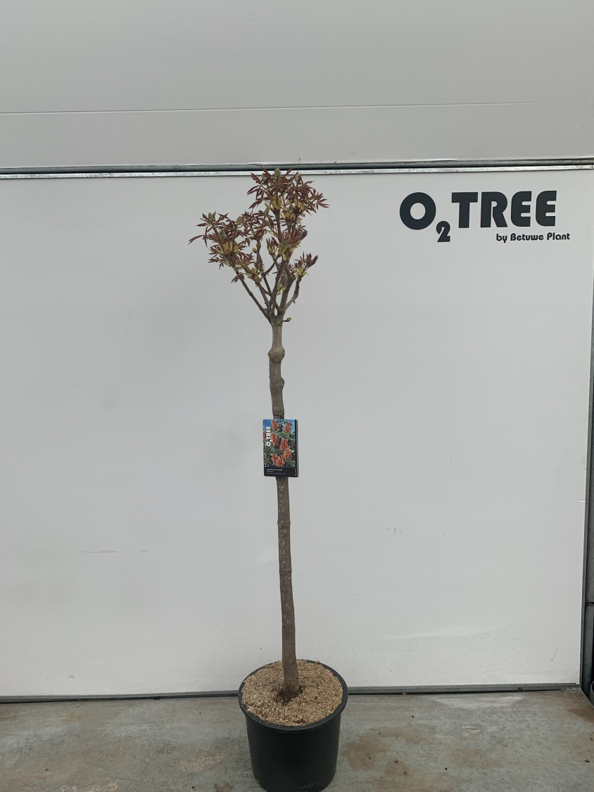 aesculus-pavia-discolor-c20-120cm