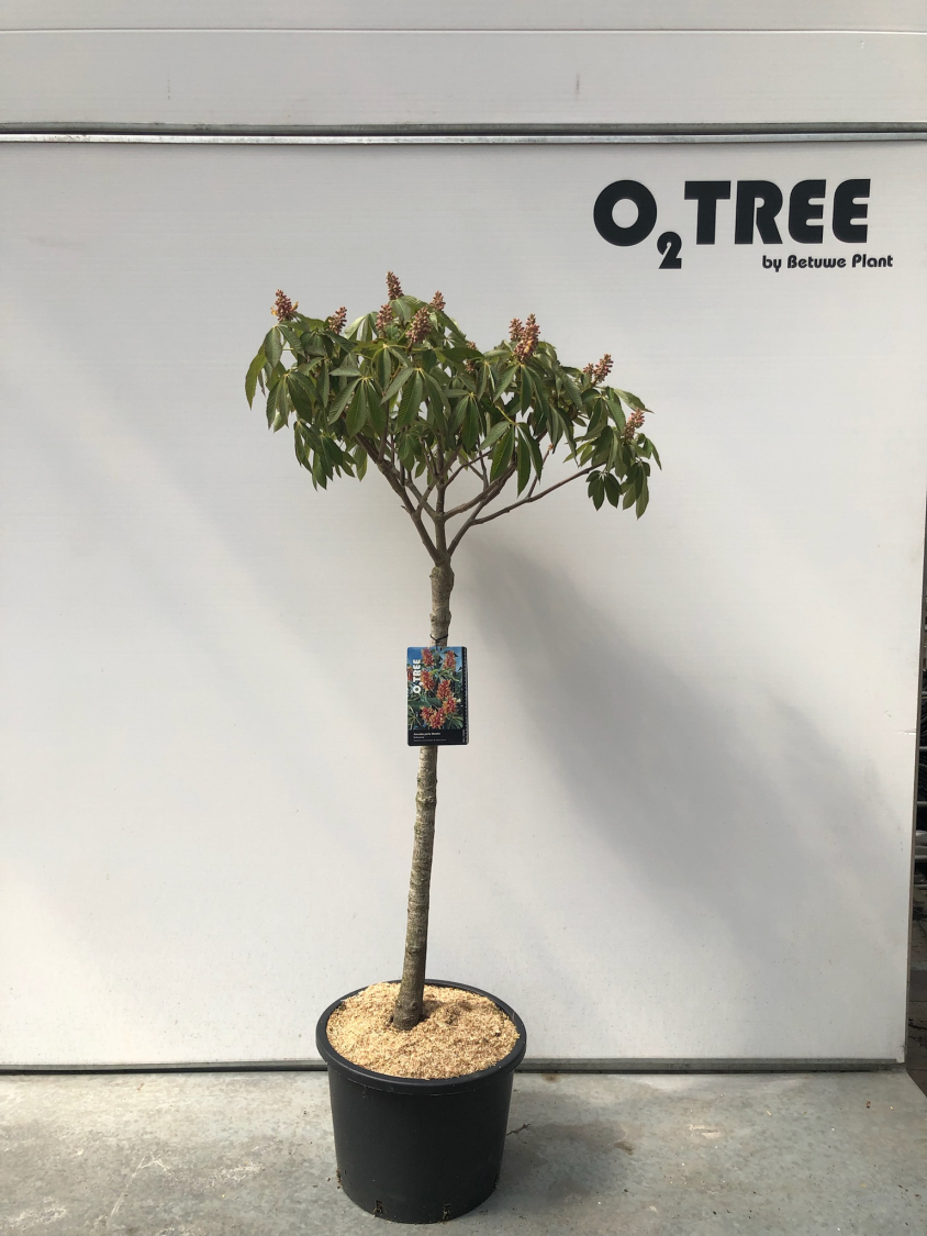 aesculus-pavia-discolor-c25-120cm