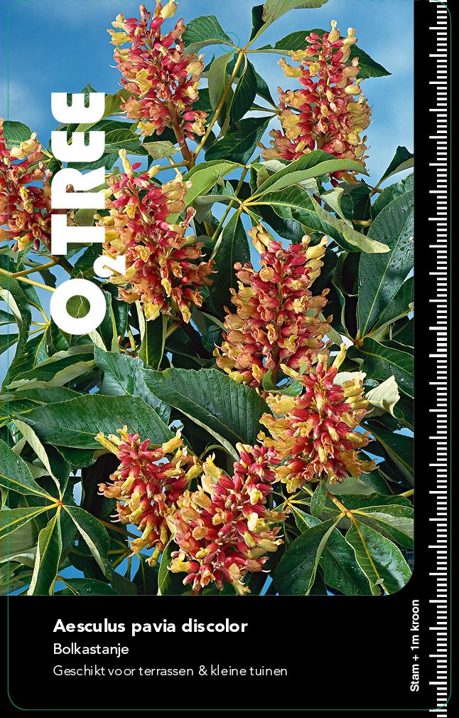 aesculus-pavia-discolor