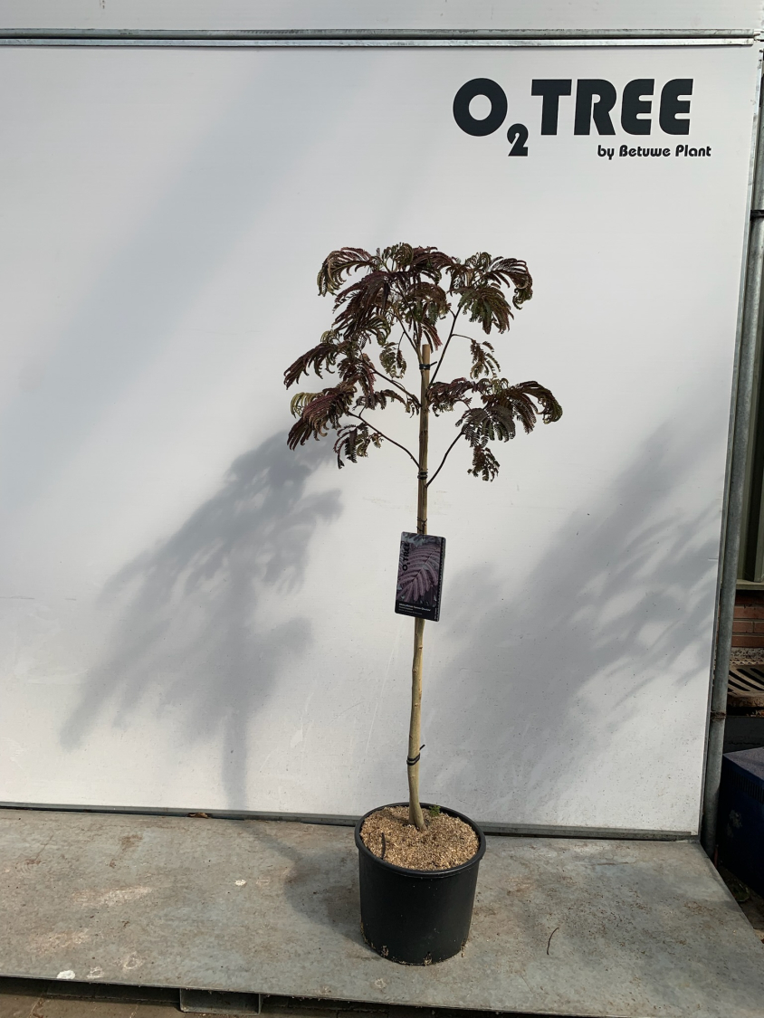 albizia-julibrissin--summer-chocolate--c10-90cm--2-