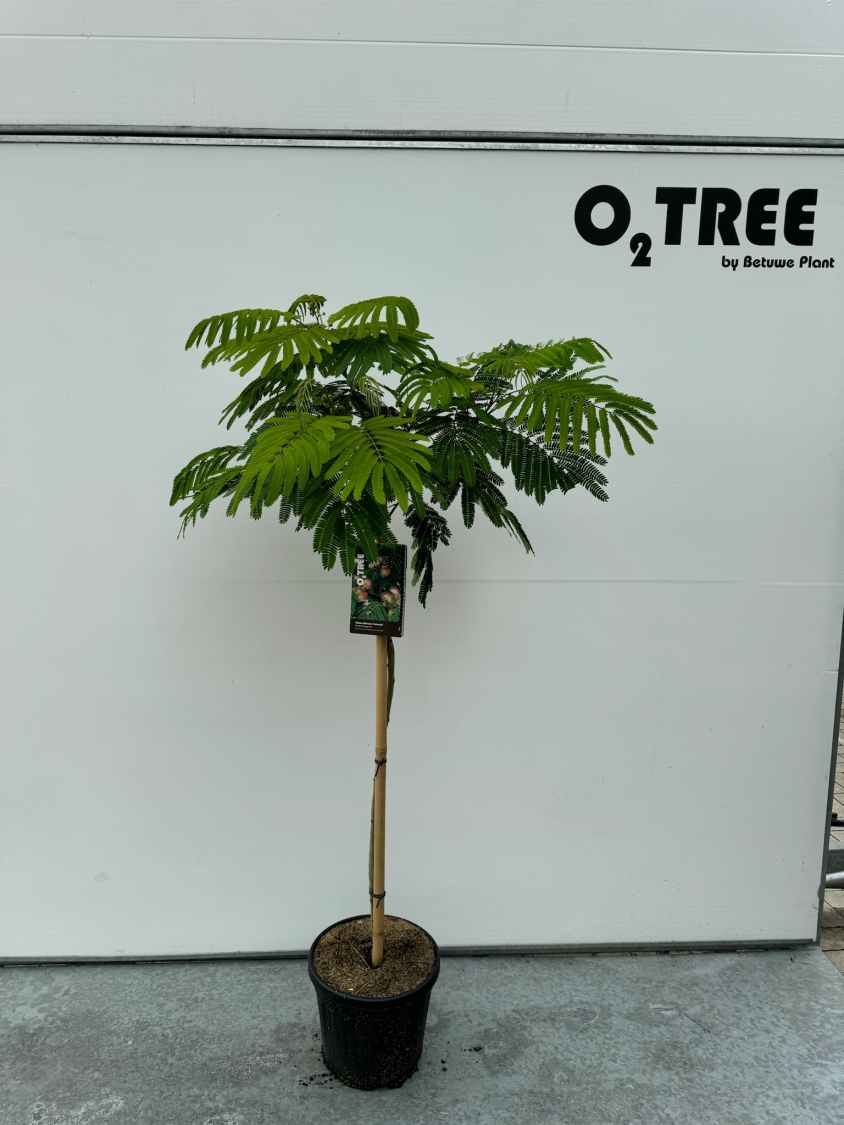 albizia-julibrissin--umbrella--c10-90cm
