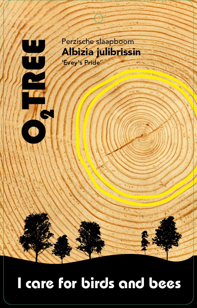 albizia-julibrissin-evey-s-pride-thema