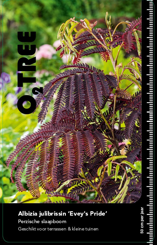 albizia-julibrissin-evey-s-pride