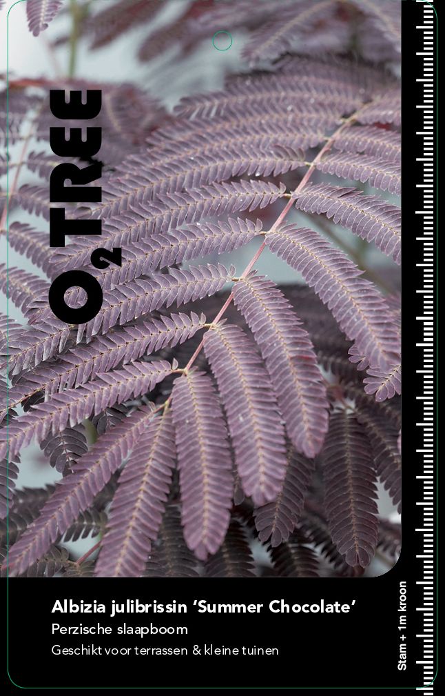 albizia-julibrissin-summer-chocolate