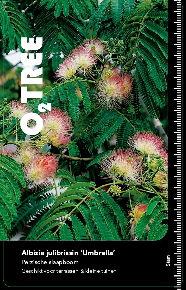 albizia-julibrissin-umbrella