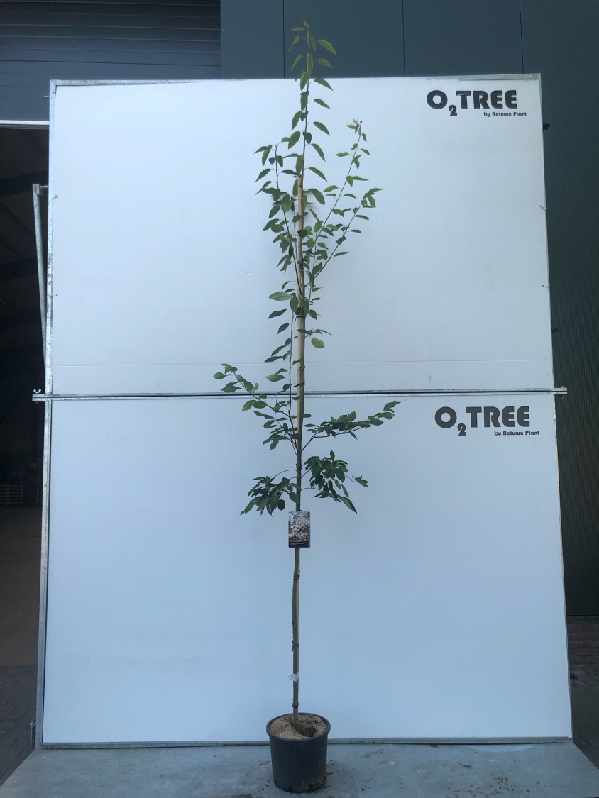 amelanchier-arborea--robin-hill--c15-250-300