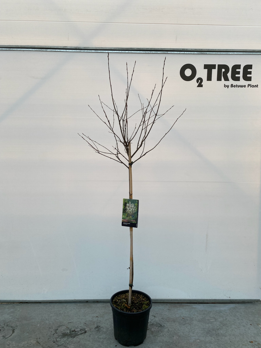 amelanchier-lamarckii-c10-100cm--3-