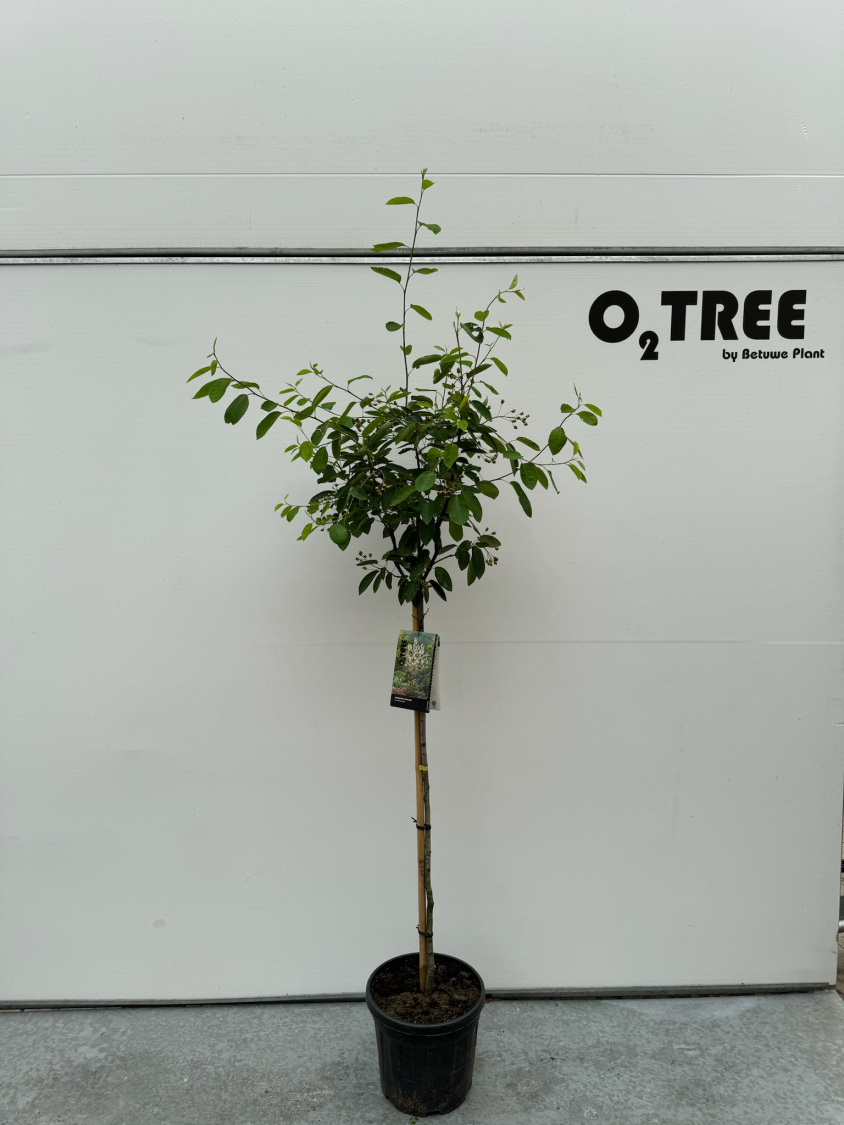 amelanchier-lamarckii-c10-90cm--2-
