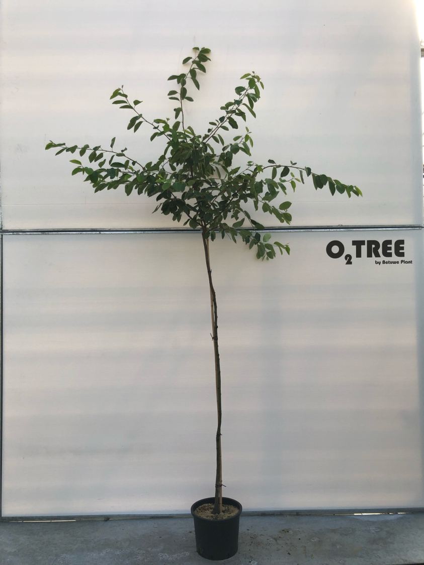 amelanchier-lamarckii-c12-150cm--2-