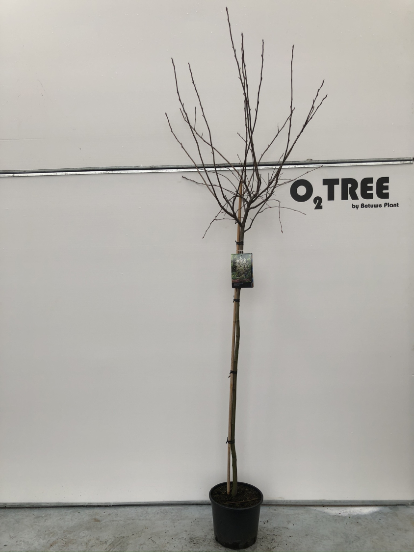 amelanchier-lamarckii-c12-150cm