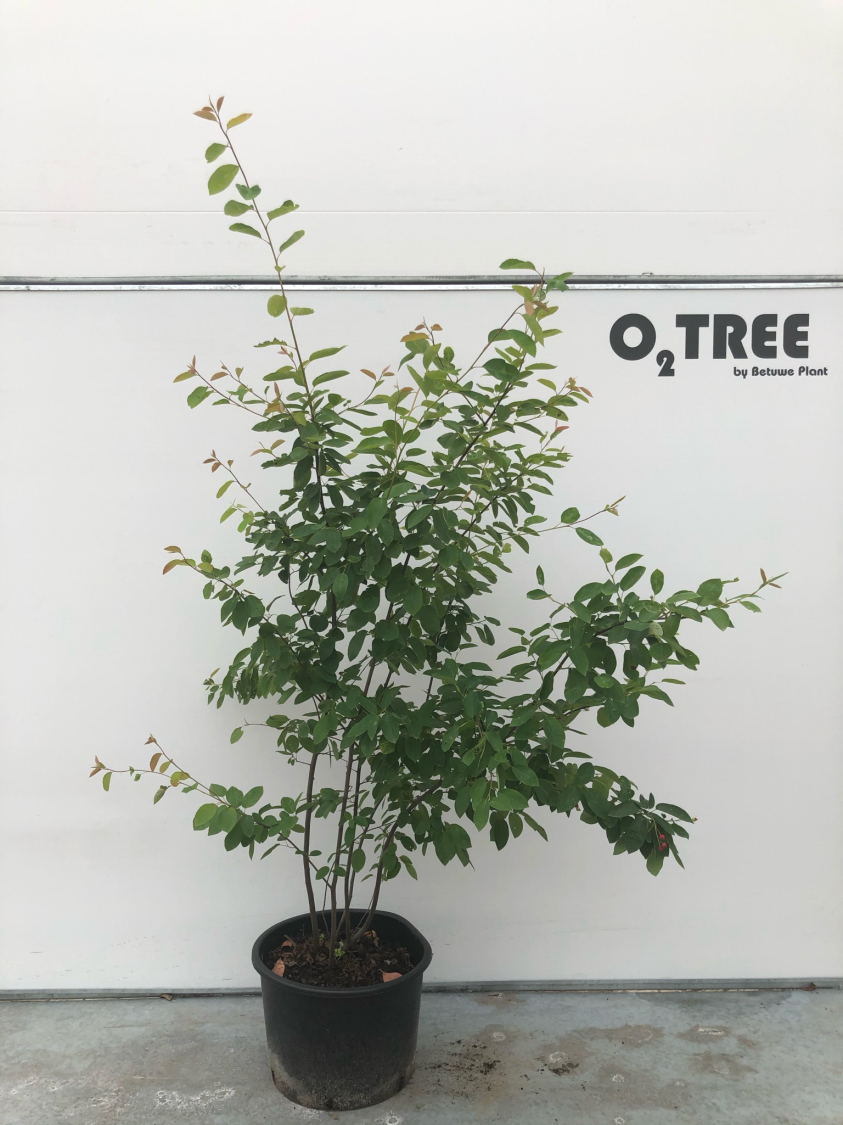 amelanchier-lamarckii-c35-175-200-multistam