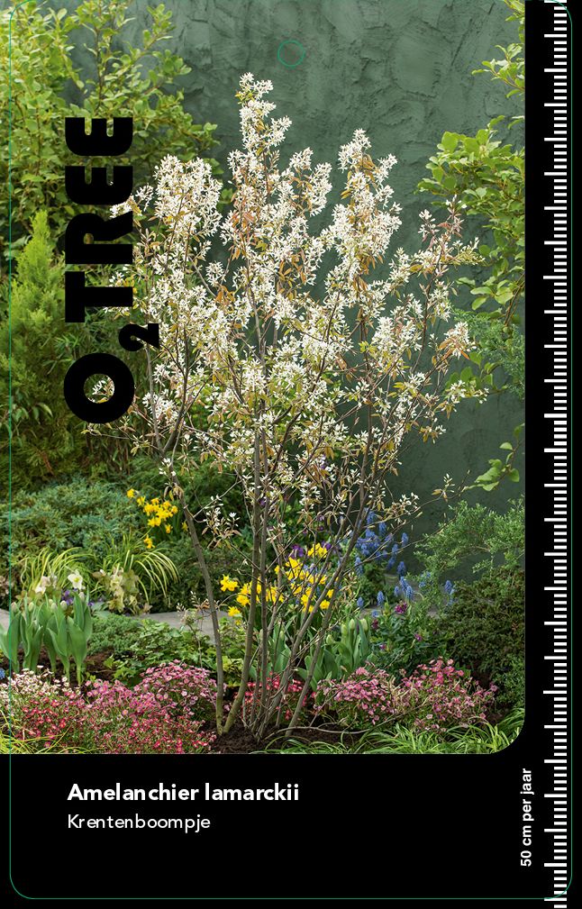 amelanchier-lamarckii