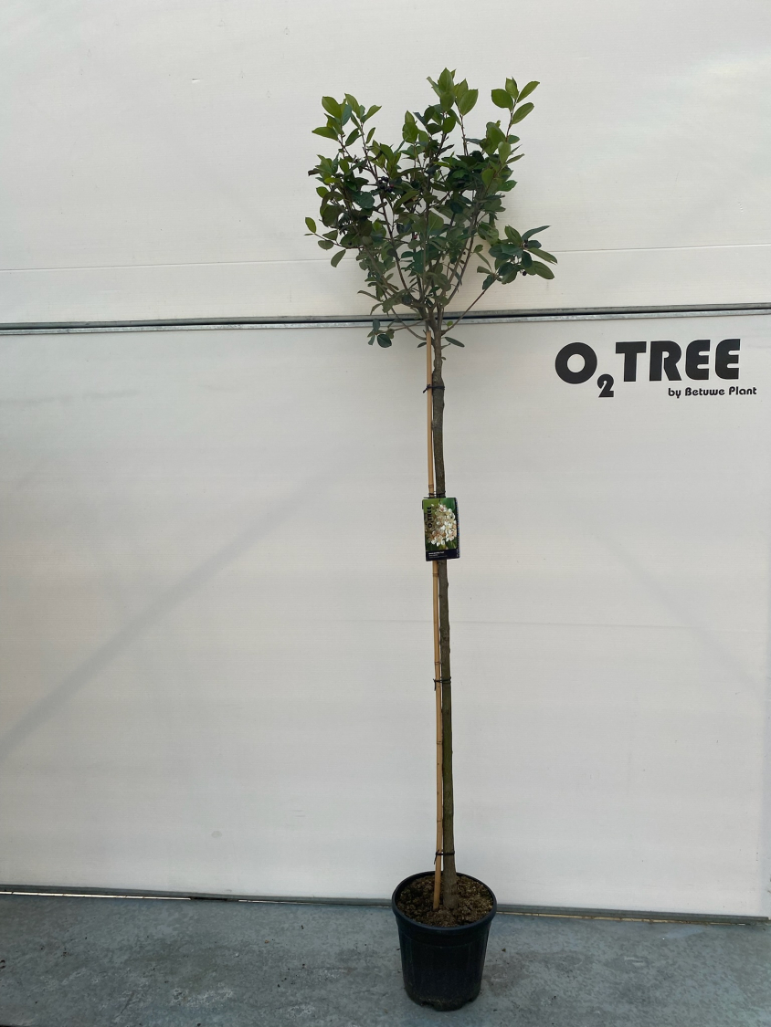 aronia-prunifolia--aron--c15-150cm--2-